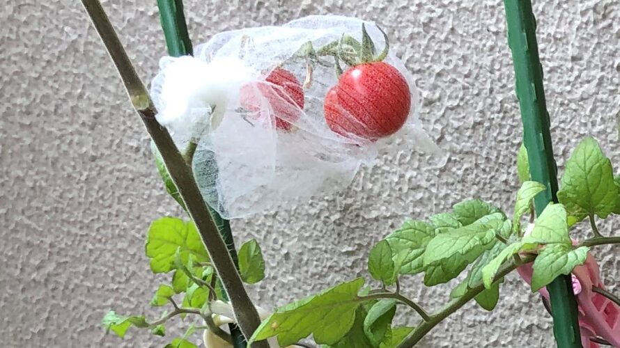 趣味│コツコツ系メガネ栄養士の手探り雑記ブログ～振り幅を大きく生きる～